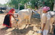 Cow urine to be used to clean Rajasthan government hospitals